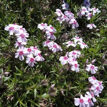 Флокс Phlox subulata ‘Coral Eye’